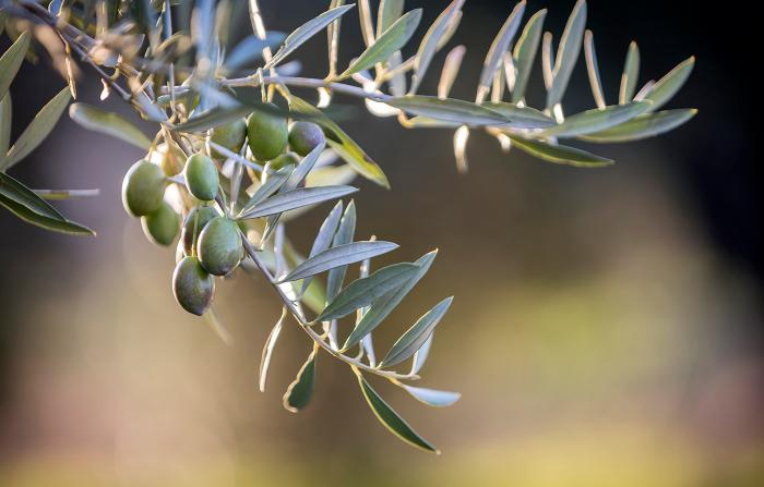 The effect of olive leaf extract on cardiovascular health markers: a randomized placebo-controlled clinical trial